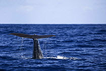 Sperm whale (Physeter macrocephalus) tail as it starts to dive, Dominica, Caribbean Sea, Atlantic Ocean, Vulnerable species.