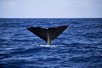 Sperm whale (Physeter macrocephalus) fluke above water as it starts to dive, Dominica, Caribbean Sea, Atlantic Ocean, Vulnerable species.
