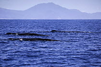 Sperm whale (Physeter macrocephalus) pod surfacing, Dominica, Caribbean Sea, Atlantic Ocean, Vulnerable species.