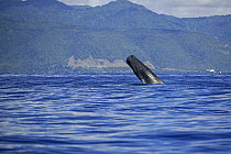 Sperm whale (Physeter macrocephalus) breaching, Dominica, Caribbean Sea, Atlantic Ocean, Vulnerable species.