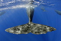 Sperm whale (Physeter macrocephalus) tail below water as whale surfaces, Dominica, Caribbean Sea, Atlantic Ocean, Vulnerable species.