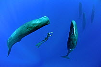 Sperm whales (Physeter macrocephalus) socialising with free diver stopped between two individuals,  Dominica, Caribbean Sea, Atlantic Ocean, January, Vulnerable species. Model released.