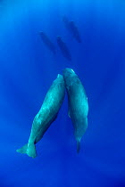 Sperm whale (Physeter macrocephalus) pod with two interacting, Dominica, Caribbean Sea, Atlantic Ocean, January, Vulnerable species.