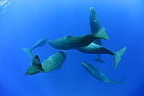 Sperm whale (Physeter macrocephalus) pod socialising, Dominica, Caribbean Sea, Atlantic Ocean, January, Vulnerable species.