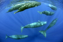 Sperm whale (Physeter macrocephalus) pod, Dominica, Caribbean Sea, Atlantic Ocean, January, Vulnerable species.