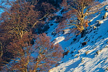 Red deer (Cervus elaphus) stags climbing snowy slope among centuries-old beech trees. Central Apennines, Abruzzo, Italy, February.
