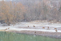 Red deer (Cervus elaphus) grazing beside lake in the snow. Central Apennines, Abruzzo, Italy, February.