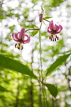 Martagon lily (Lilium bulbiferum), Central Apennines, Abruzzo, Italy.