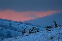 Red deer (Cervus elaphus) stags at sunset. Central Apennines, Abruzzo, Italy.