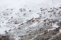Large herd of Red deer (Cervus elaphus) on hillside. Central Apennines, Abruzzo, Italy.
