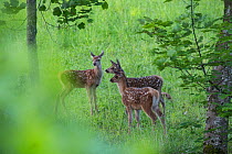 Three Red deer (Cervus elaphus) fawns. Central Apennines, Abruzzo, Italy.