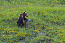 Apennine / Marsican brown bear (Ursus arctos marsicanus), endemic subspecies, Critically Endangered. Central Apennines, Abruzzo, Italy.