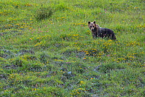 Apennine / Marsican brown bear (Ursus arctos marsicanus) in meadow, endemic subspecies, Critically Endangered. Central Apennines, Abruzzo, Italy, September.