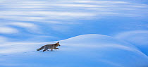 Red fox (Vulpes vulpes) walking through snow. Central Apennines, Molise, Italy, February.