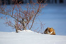 Red fox (Vulpes vulpes) lying next to Wild rose (Rosa canina) bush. Central Apennines, Molise, Italy, February.