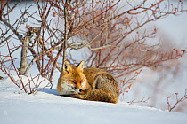 Red fox (Vulpes vulpes) resting next to Wild rose (Rosa canina) bush. Central Apennines, Molise, Italy, February.