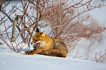 Red fox (Vulpes vulpes) stretching and yawning beside Wild rose (Rosa canina) bush. Central Apennines, Molise, Italy, February.