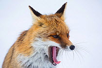 Portrait of a Red fox (Vulpes vulpes) yawning. Central Apennines, Molise, Italy, February.