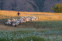 Abruzzo shepherd with his flock of sheep, crossing a summer meadow in evening light. Marsica, Central Apennines. Abruzzo, Italy, August.