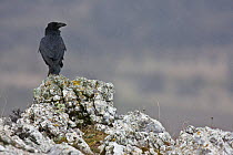 Raven (Corvus corax) perched on a rock in the rain. Central Apennines, Abruzzo, Italy, January.
