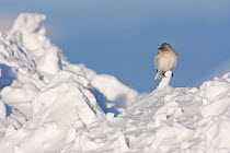 White-winged snowfinch (Montifringilla nivalis) perched on snow. Central Apennines, Abruzzo, Italy, March.