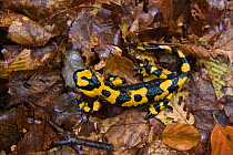 Apennine fire salamander (Salamandra salamandra gigliolii) on forest floor. Endemic to the Apennines. Abruzzo, Italy.