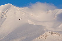 Griffon vulture (Gyps fulvus) soaring above snowy peak of Mount Velino. Abruzzo, Central Apennines, Italy, March.