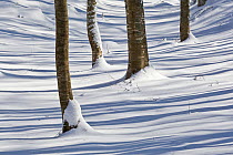 Shadows cast by beech trees (Fagus sylvatica) on snow. Abruzzo, Central Apennines, Italy.
