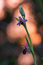 Spider orchid (Ophrys fuciflora) at sunset. Abruzzo, Central Apennines, Italy, May.