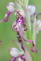 Adriatic lizard orchid (Himantoglossum adriaticum), detail of the labellum. Abruzzo, Central Apennines, Italy, May.