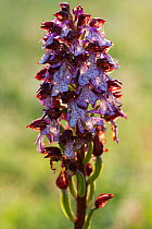 Lady orchid (Orchis purpurea) flower spike. Abruzzo, Central Apennines, Italy, May.