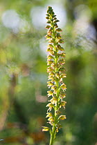 Man orchid (Orchis anthropophora) flower spike. Abruzzo, Central Apennines, Italy, May.