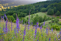 Purple toadflax (Linaria purpurea), daisies and other wildflowers in a forest meadow. Abruzzo, Central Apennines, Italy, June.
