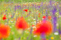 Red poppies, cornflowers, daisies and other ruderal species colonize abandoned cultivated fields. Gran Sasso National Park, Central Apennines, Abruzzo, Italy, June.