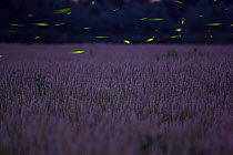 Fireflies (Luciola sp.) males displaying at dusk over a wheat field. Abruzzo, Italy.