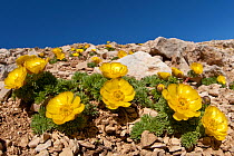 Adonis distorta on mountain summit. Endangered species, endemic to the Apennines. Abruzzo, Central Apennines, Italy, July.