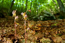 Ghost orchids (Epipogium aphyllum) growing on forest floor. Abruzzo, Central Apennines, Italy, July.