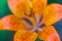 Orange lily (Lilium bulbiferum) flower close-up. Abruzzo, Central Apennines, Italy, July.