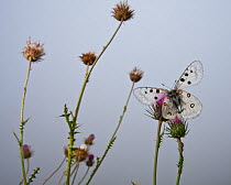 Apollo butterfly (Parnassius apollo) on mountain thistle. Abruzzo, Central Apennines, Italy, Summer.