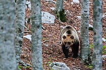 Marsican / Abruzzo brown bear (Ursus arctos marsicanus) adult female in beech wood. Critically endangered subspecies. Central Apennines, Abruzzo, Italy, September.