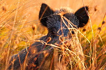 Wild boar (Sus scrofa) in tall grass on autumn morning. Abruzzo, Central Apennines, Italy, September.