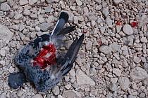 Dead Rock dove (Columba livia), killed and partly eaten by peregrine falcon (Falco peregrinus). Central Apennines, Abruzzo, Italy.