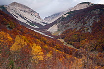 Autumnal colours in the Macchialung valley, Eastern Majella. Central Apennines, Abruzzo, Italy, October 2010.