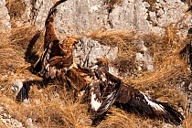 Golden eagles (Aquila chrysaetos) fighting over prey. Central Apennines, Abruzzo, Italy, February.