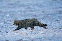 Wildcat (Felis silvestris) adult male crossing frosty meadow. Abruzzo, Central Apennines, Italy, February.