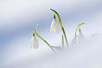 Snowdrops (Galanthus nivalis) emerging through snow on forest floor. Abruzzo, Central Apennines, Italy, March.