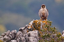 European Lanner falcon (Falco biarmicus feldeggi) adult male perched on rock. Central Apennines, Italy, April.