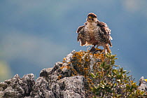 European Lanner falcon (Falco biarmicus feldeggi) adult male shaking itself on perch. Central Apennines, Italy, April.