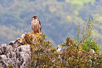 European Lanner falcon (Falco biarmicus feldeggi) adult male perched on rock. Central Apennines, Italy, April.