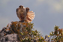 European Lanner falcon (Falco biarmicus feldeggi) adult male stretching. Central Apennines, Italy, April.